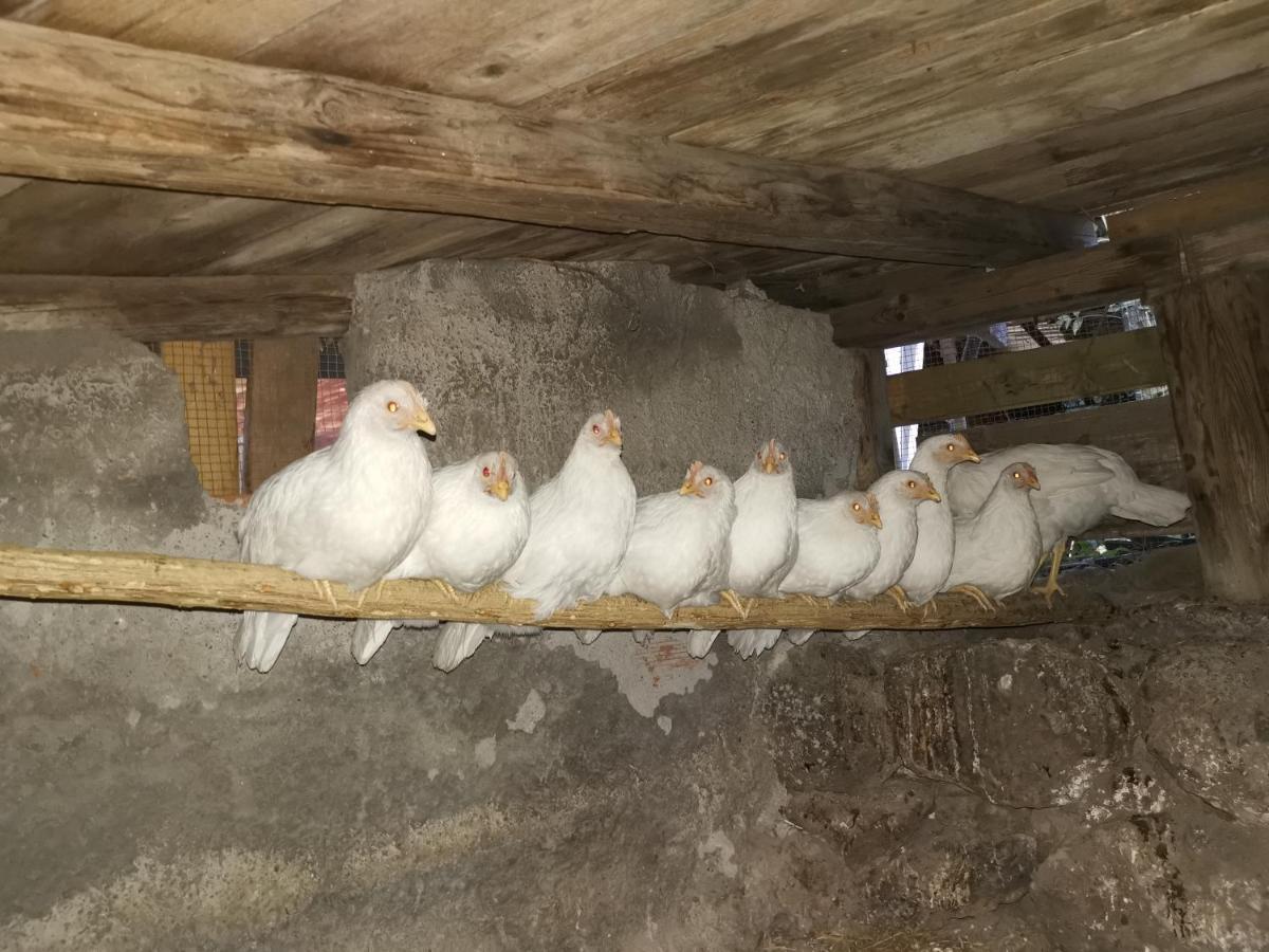 Gasthaus La Fattoria Dei Nonni Paterno  Exterior foto